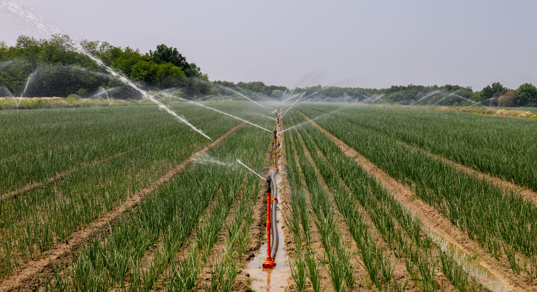 Drip irrigation field design layout for commercial farming
