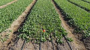 Integrated farm irrigation and control system diagram