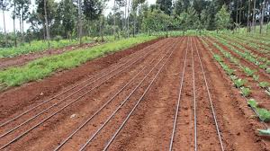 Irrigation design reference layout with distribution lines